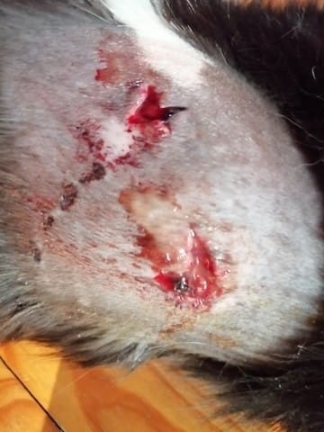 Plaies impressionnantes après abcès, est-ce normal ?