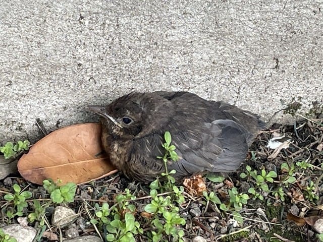 Oiseau tombé du nid, que faire ?