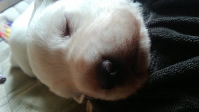 La race de mon chiot ?