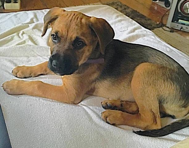 Quelle est sa race ?