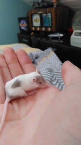 Donne Souris