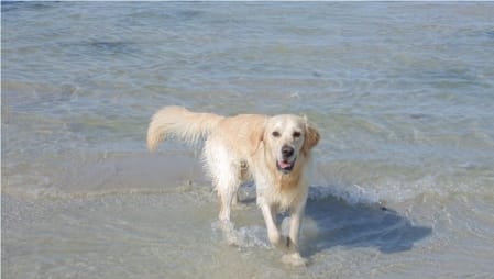 Pas touche à mon Patoche