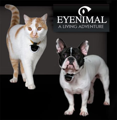 Eyenimal : votre expérience