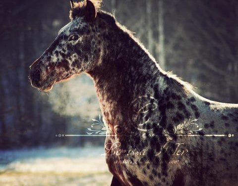 Jador cette robe ( de cheval)