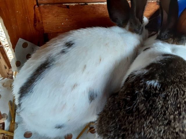 A quoi sont dues ces taches bizarres