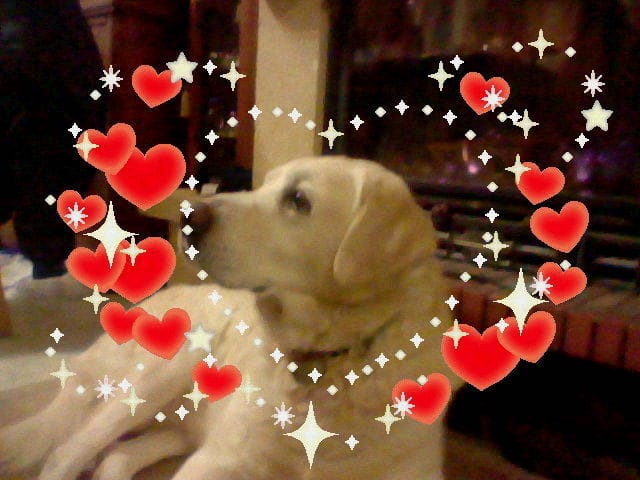 un autre tragique mort de mes chien