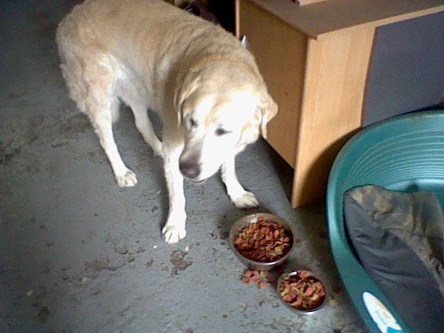 la tragique mort de mon chien asterix