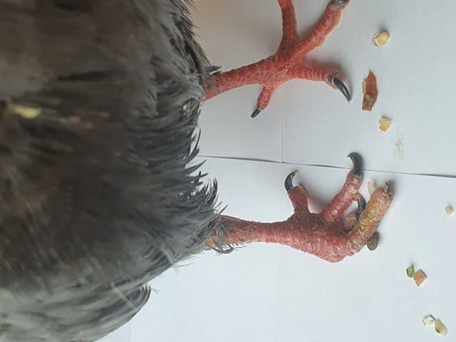 Bébé pigeon avec doigt de la patte tordu et peau un peu jaunie