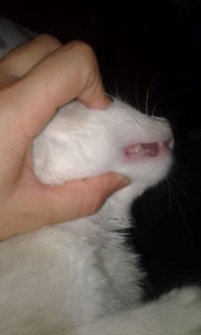bouton sur la gencive de mont chat