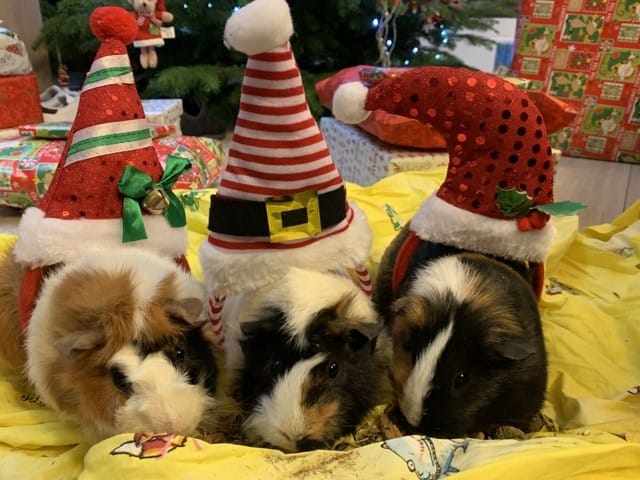 Besoin, un joyeux Noël 🐹🎄