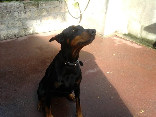 Isis,dans atout chiens