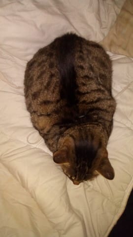 URGENCE chat doit maigrir vite