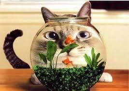 Nom pour mon nouveau poisson !