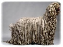 les chiens avec des rasta..