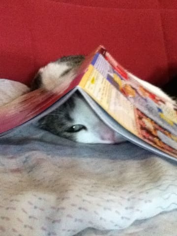 Vos sites et vos blogs sur les animaux.. C'est ici :)