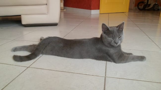 Croquettes chat stérilisé
