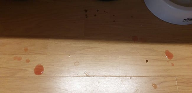 Goutte de sang près des gamelles