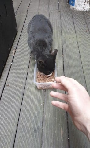 Comment rassurer un chat sauvage ?