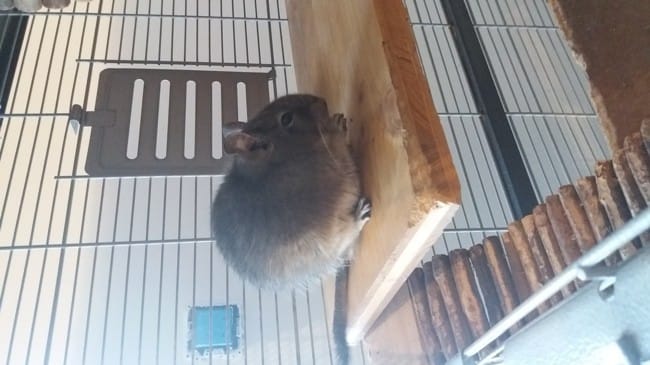 Donne ma petite Bianca contre EXCELLENTS soins.