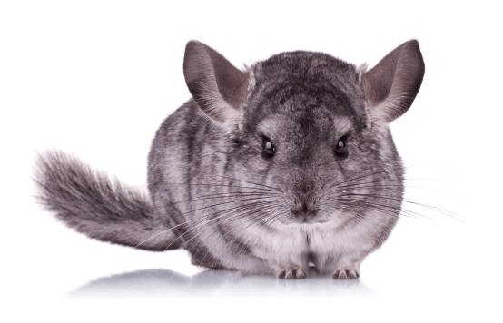 Amis des animaux ? Rejoind-moi 