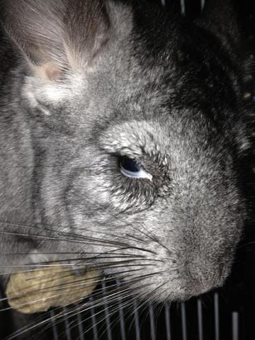 Ma femelle a un probleme aux yeux 