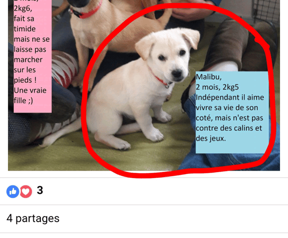 Race de mon chien