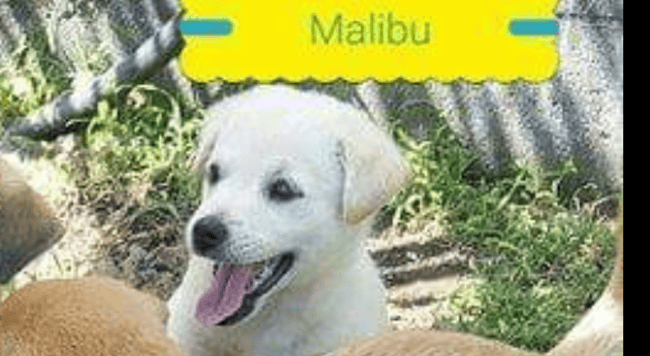 La race de mon chiot avis ?