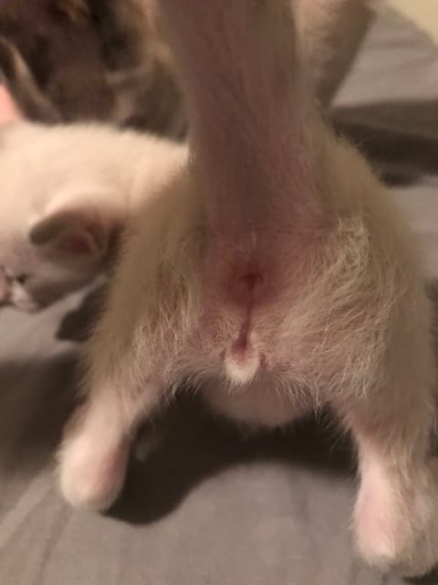 Pouvez-vous me dire le sexe des chatons svp?