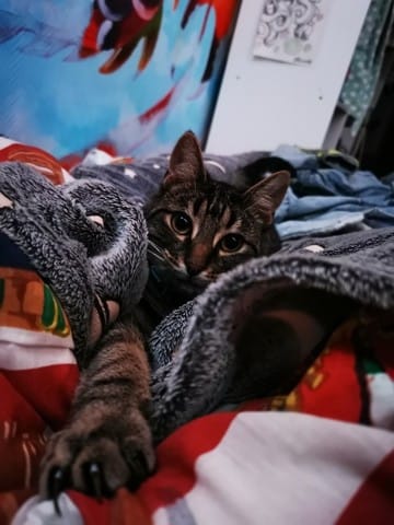 Est ce possible de changer mon chat d'environnement ?