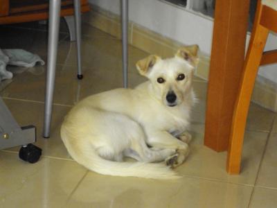 Shampoing pour chien Blanc, Noir ou Marron ??