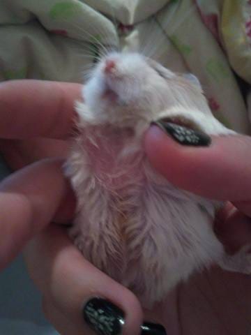Hamster tumeur ??