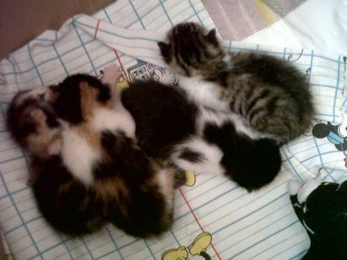 Petits chatons.