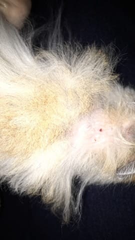 Hamster nuque croûte perte de poils