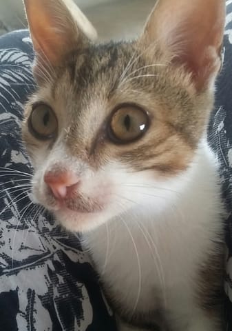 Mimi, une étoile qui s'éteint