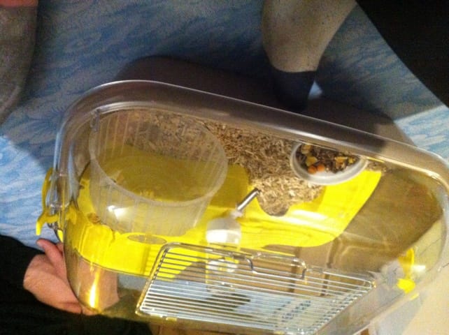 Info diverse sur les hamsters