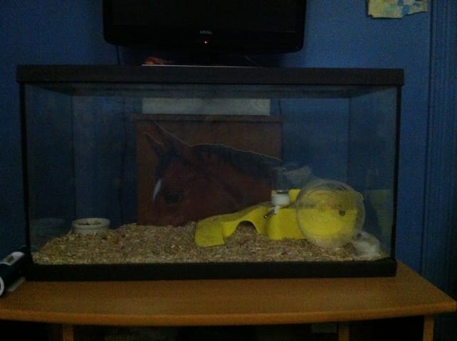 Quels accessoires mettre dans  l'aquarium de mon hamster pour quelle s'y amuse ?