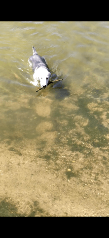 Exercice pour le chiot