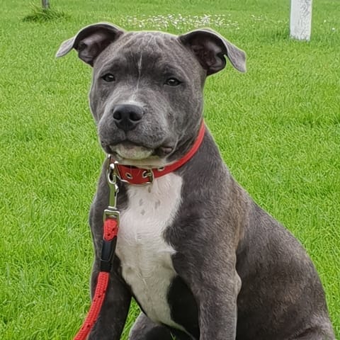 Mon chien est il un staffie