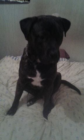 Est ce que mon chien est un dogo canario