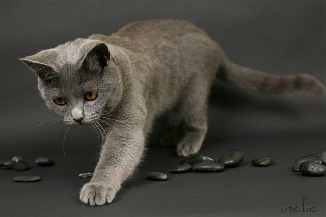 les yeux du chartreux