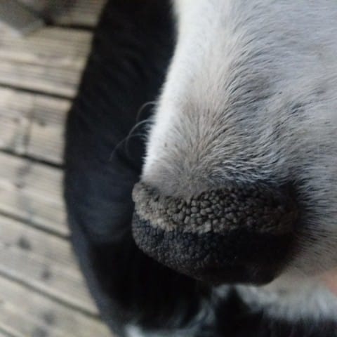 Truffe de burder collie qui change depuis quelques jours