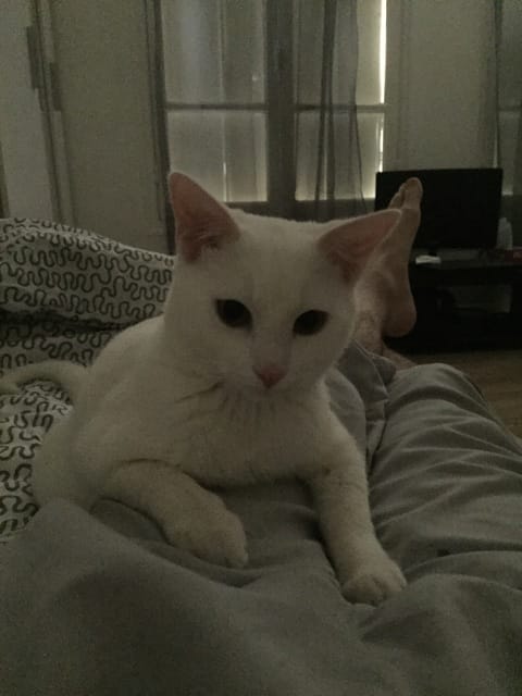 Mon chat à besoin d'un petit frère...