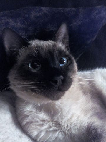 mon chat me boude ?