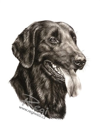 Jeune amie artiste tchèque  talentueuse qui portraie des chiens