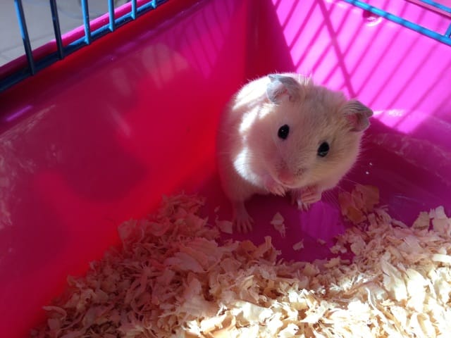 l'histoire de mon hamster