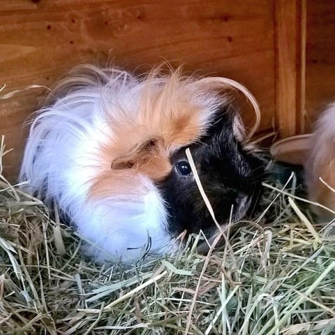 Les races de mes 4 cochons d'Inde