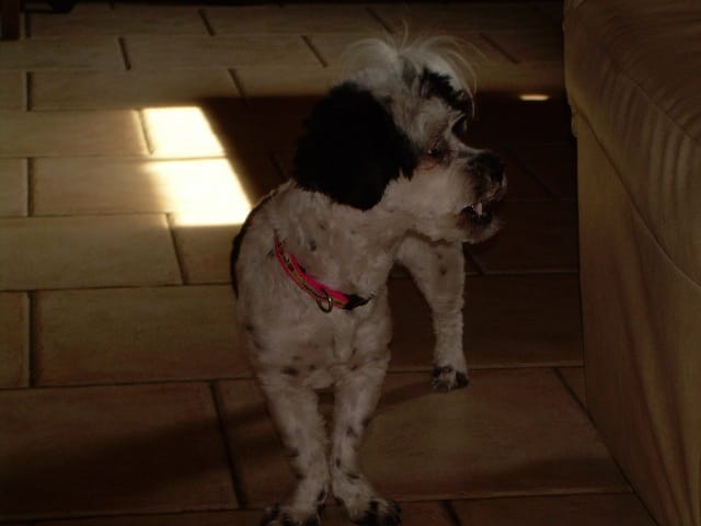 Ma louloute a une malformation aux pattes...