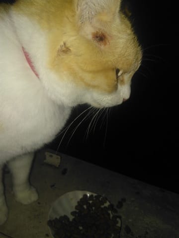 Teigne chat (urgent)