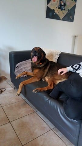 Chien catégorisé ou Non?