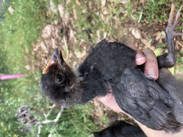 Idée du sexe de mes poussins ??